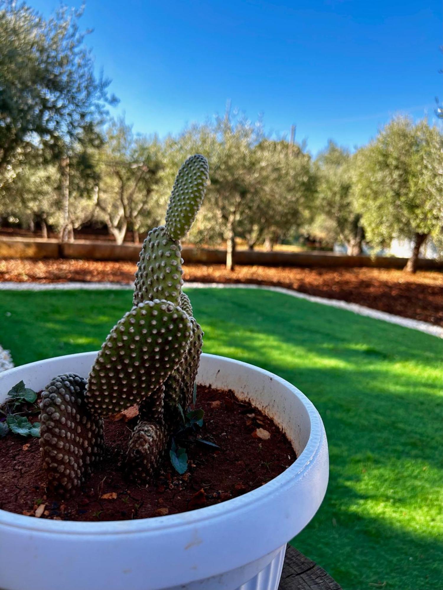 אוסטוני Villa Amorina מראה חיצוני תמונה